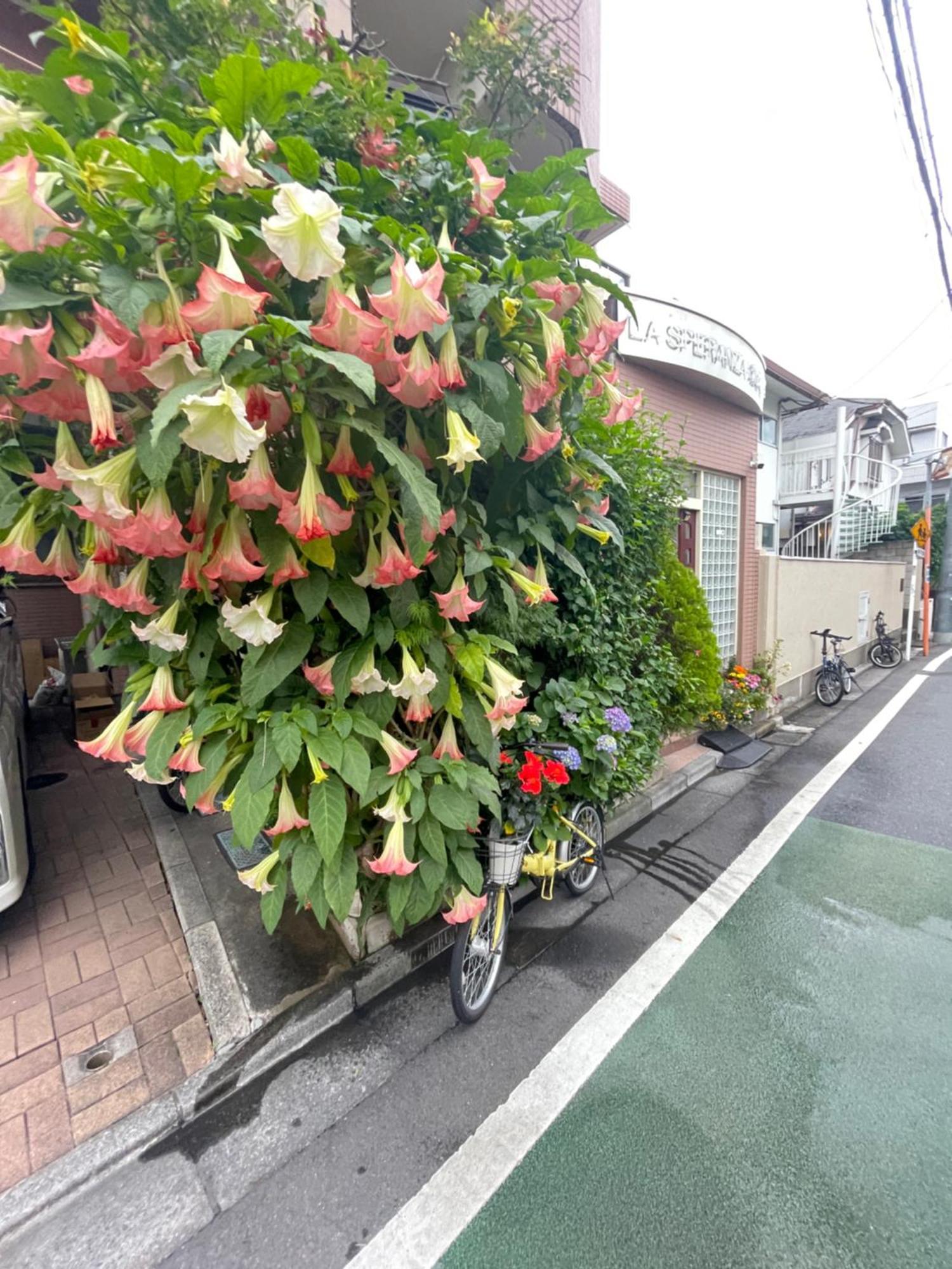 Apartemen 新宿庭院の屋-shinjuku Garden -28 Square Meters King Size Bed Garden
