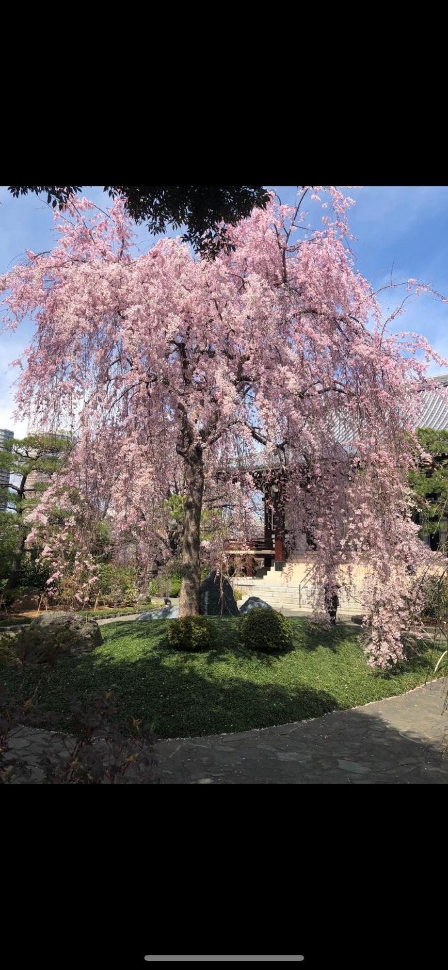新宿庭院の屋-shinjuku Garden -28 Square Meters King Size Bed Garden Tokio