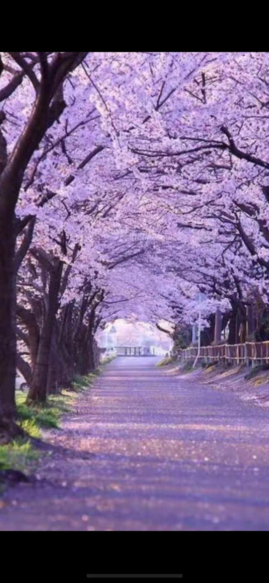 新宿庭院の屋-shinjuku Garden -28 Square Meters King Size Bed Garden Appartement