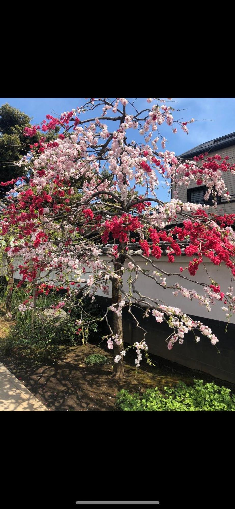 新宿庭院の屋-shinjuku Garden -28 Square Meters King Size Bed Garden * Tokio