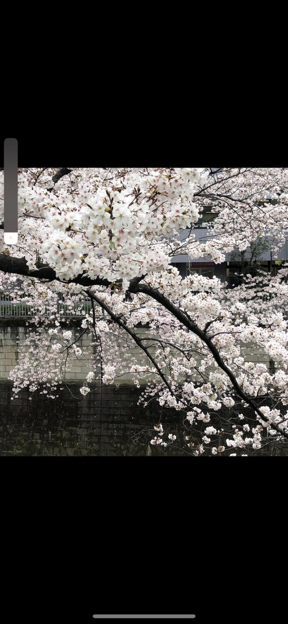 新宿庭院の屋-shinjuku Garden -28 Square Meters King Size Bed Garden * Tokio
